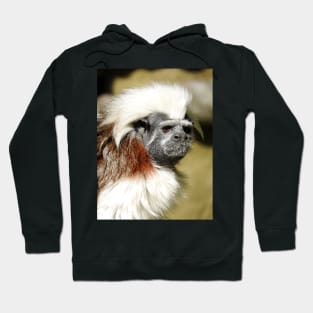 Cotton-top Tamarin Hoodie